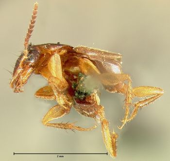 Media type: image; Entomology 34095   Aspect: habitus lateral view